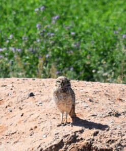 Nikon D3300 DX-format DSLR Kit w/ 18-55mm DX VR II & 55-200mm DX VR II Zoom Lenses and Case (Black) 56 71v1uidbwFL