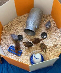 Farm Innovators 3700 Baby Chick Corral Starter Home Coop Kit with 10 Plastic Panels and Adjustable Brooder Lamp Hanger for Up To 15 Chicks 25 71v2v9BAwGL