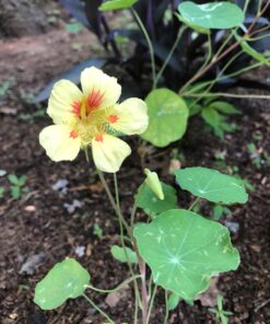 Seed Needs, 350+ Nasturtium Seeds for Planting - Jewel Mixture (Tropaeolum nanum) Non-GMO, Easy to Grow Mix, Attracts Pollinators - Bulk Bulk Pack (350 Seeds) 51 71v37ZsfUXL