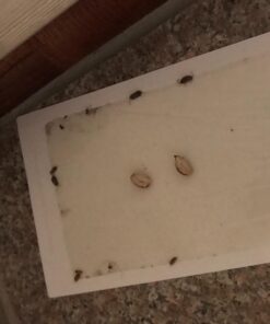 Trapper Max Mouse & Insect Glue Boards-72 Boards White 29 71v4Zq5Xo6L