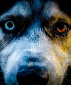 Sigma 150-600mm 5-6.3 Sports DG OS HSM Lens for Canon Canon SLR Mount US Version 104 71v5q21w55L