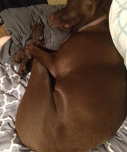 IAMS Smart Puppy Large Breed Dry Dog Food with Real Chicken, 30.6 lb. Bag 30.6 Pound (Pack of 1) 46 71vAO0uxIQL