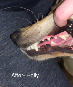 Vet’s Best Enzymatic Dog Toothpaste | Teeth Cleaning and Fresh Breath Dental Care Gel | Vet Formulated | 3.5 Ounces 1 Count 35 71vDbVFsJL