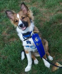 PetSafe Elite Little Dog Spray Bark Collar for Small Dogs from 8 lbs to 55 lbs - Smallest Collar Option - Citronella Spray - No Barking Control Device - PBC00-11283 adjustable 23 71vF1d37AL