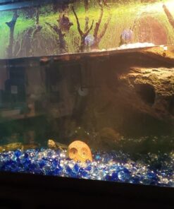 MarineLand Magnum Polishing Internal Canister Filter, For aquariums Up To 97 Gallons, 10.5 IN (ML90770) 53 71vFBsyIXxL