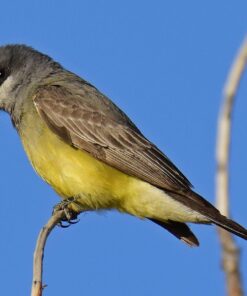 Nikon AF-S FX TC-14E III (1.4x) Teleconverter Lens with Auto Focus for Nikon DSLR Cameras 28 71vGhppgdpL