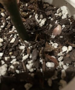 Espoma Organic 8 Ounce Concentrated Indoor! Plant Food - Indoor Plant Fertilizer for Large & Small Plants Like Pothos, Fiddle Leaf Fig, Monstera, Snake & Palms 47 71vIQeiI2KL 4