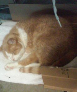 K&H Pet Products Heated Thermo-Kitty Mat, Indoor Heated Cat Bed, Pet Heat Pad for Indoor Cats and Small Dogs, Cat Heating Pad, Electric Thermal Warming Cat Bed Mat, Sage/Tan 12.5 X 25 Inches Pet Bed 45 71vJVjO4YL