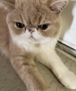 Royal Canin Feline Health Nutrition Kitten Dry Cat Food, 15 lb bag 15 Pound (Pack of 1) 28 71vLHI7DbTL