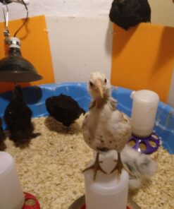 Farm Innovators 3700 Baby Chick Corral Starter Home Coop Kit with 10 Plastic Panels and Adjustable Brooder Lamp Hanger for Up To 15 Chicks 23 71vODt11szL