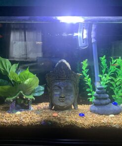 WorldwideTropicals Live Freshwater Aquarium Fish - 5-Pack of Mixed Color Male Guppies - by Live Tropical Fish - Great For Aquariums - Populate Your Fish Tank! 37 71vTo3KBo3L