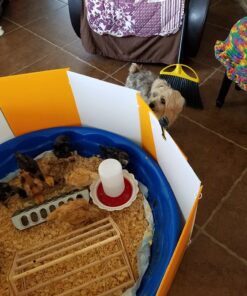 Farm Innovators 3700 Baby Chick Corral Starter Home Coop Kit with 10 Plastic Panels and Adjustable Brooder Lamp Hanger for Up To 15 Chicks 26 71vVkJRoG L