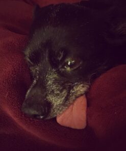 Sunbeam Royal Luxe Cabernet Heated Personal Throw / Blanket, Cozy-Warm, Adjustable Heat Settings 33 71vXkRn0VML