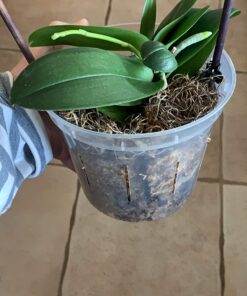 Miracle-Gro Ready-To-Use Orchid Plant Food Mist, 8 oz., Feeds Plants Instantly, 1 Pack 50 71va3tq7A0L