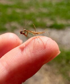 Praying Mantis adults Case with Hatching Habitat Bag - 2 Praying Mantids Egg Cases 2 Pod Habitat Bag 25 71vcra29fVL
