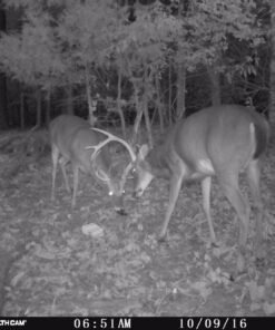Evolved Habitat Deer Cane Block 4 lb 30 71vfUoCNvoL