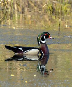 Nikon AF-S FX NIKKOR 80-400mm f.4.5-5.6G ED Vibration Reduction Zoom Lens with Auto Focus for Nikon DSLR Cameras Lens Only 37 71vfcncMEdL