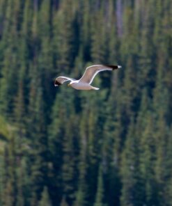 Sigma 150-600mm f/5-6.3 DG OS HSM Contemporary Lens for Canon EF Bundle Includes Manufacturer Accessories + 72 inch Monopod with Quick Release + UV Filter + Lens Pen + Microfiber Cleaning Cloth 27 71vhD8uTqWL