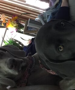 SportDOG No Bark Collar SBC-R 22 71vhIzYG1vL