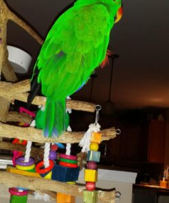 RoudyBush Daily Maintenance Bird Food, Small, 10-Pound 22 71viCN8GRDL