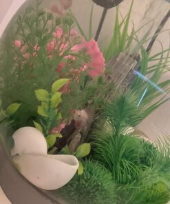 Tetra BettaSafe, aquarium Water Conditioner For Bettas, 1.69-Ounce, 50-Ml, Golds & Yellows, Model:16837 28 71vjlm11TVL