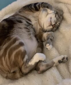 Purina Fancy Feast Dry Cat Food with Savory Chicken and Turkey - 12 lb. Bag Chicken & Turkey 12 Pound (Pack of 1) 40 71vlotaCWAL