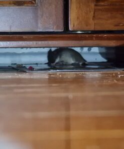 Catchmaster Mouse & Insect Super Glue Traps 30PK, Mouse Traps Indoor for Home, Extra Strength Sticky Pest Control Adhesive Tray for Catching Bugs, Rats & Rodents, Non Toxic Bulk Pre-Baited Glue Boards 43 71vpTGh5iPL