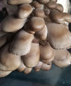 Organic Blue Oyster Mushroom Growing Kit 56 71vpZT84QfL