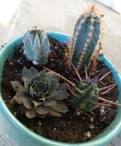 Shop Succulents | Cactus & Succulent Collection of Live Plants, Hand Selected Variety Pack of Cacti and Mini Succulents | Collection of 9 Standard Box 20 71vqJPyrNGL