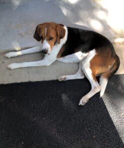 SleekEZ Original Deshedding Grooming Tool for Dogs, Cats & Horses - Undercoat Brush for Short & Long Hair - Painlessly Remove 95% of Loose Hair, Fur & Dirt - Easy to Clean - USA Made - (2.5 inch) 2.5 Inch (Pack of 1) 28 71vtHHh lpL 1