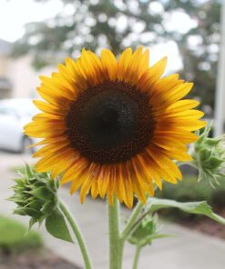 Seed Needs, Firecracker Sunflower (Helianthus annuus) Twin Pack of 85 Seeds Each 25 71vtwat4nKL