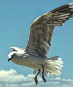 Epson Expression Photo XP-960 Wireless Color Photo Printer with Scanner and Copier, Amazon Dash Replenishment Ready Printer Only 21 71vuodk9H8L