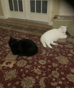 SmartyKat Scratch Up Corrugated Hanging Cat Scratcher, Catnip Infusion Technology - Brown, Single Wide Scratch Up (Catnip Infused) Single Pack 31 71vxwZABEOL