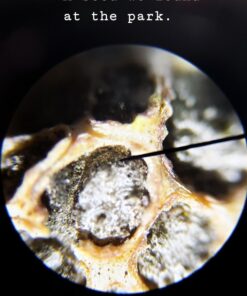 AmScope M162C-2L-PB10-WM-SP14-50P100S 40X-1000X Beginners Microscope Kit for Kids & Students w/Complete Science Accessory Kit + World of The Microscope Book 78 71vz7JcBQ9L