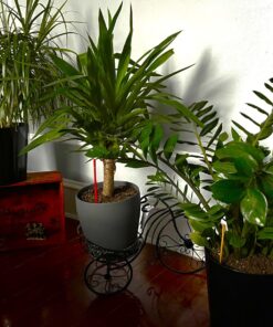 Espoma Organic 8 Ounce Concentrated Indoor! Plant Food - Indoor Plant Fertilizer for Large & Small Plants Like Pothos, Fiddle Leaf Fig, Monstera, Snake & Palms 44 71w Q53uOTL