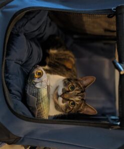 PetLuv-Happy Cat Premium Cat Carrier Soft Sided Foldable Top & Side Loading Pet Crate & Carrier Locking Zippers Shoulder Straps Seat Belt Lock Plush Pillow 24.0"L x 16.0"W x 16.0"H Navy Blue 47 71w tt23OL