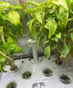 AeroGarden Mixed Romaine Lettuce Seed Pod Kit (6-pod) 6-pod 29 71w0KlsVXfL