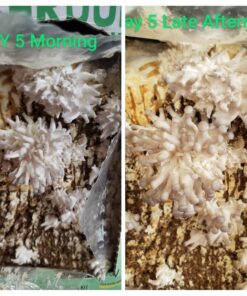 Back to the Roots Organic Oyster Mushroom Grow Kit, Harvest Gourmet Mushrooms In 10 Days 1 Count (Pack of 1) 60 71w2C0aw8mL