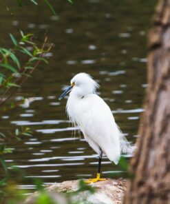 Tamron SP 150-600mm F/5-6.3 Di VC USD G2 for Canon Digital SLR Cameras Lens Only 48 71w5WGHwIkL