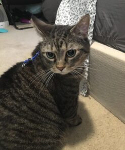 PetSafe Come With Me Kitty Harness and Bungee Leash, Harness for Cats, Large, Royal Blue/Navy 31 71w6ywB5aL