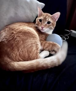 Amazon Echo Dot (5th Gen) with clock | Compact smart speaker with Alexa and enhanced LED display for at-a-glance clock, timers, weather, and more | Cloud Blue Device only 31 71w7ODZPHgL