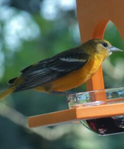 Songbird Essentials SERUBFJF Fruit and Jelly Oriole Feeder (Set of 1) 37 71w7YMgemzL
