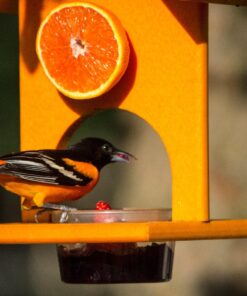 Songbird Essentials SERUBFJF Fruit and Jelly Oriole Feeder (Set of 1) 45 71w9Fm4ASrL