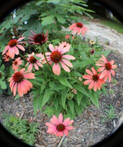 58mm Altura Photo Professional Accessory Kit for Canon EOS Rebel T8i T7i T7 T6i T6 SL3 DSLR – Wide Angle & Fisheye Lens, Filter Kit (Macro Close-Up Set, UV, CPL, ND4) & More Accessories Standard Packaging 22 71w9ii4Mn3L