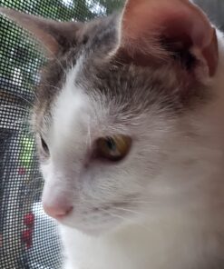 Advantage II Small Cat Vet-Recommended Flea Treatment & Prevention | Cats 5-9 lbs. | 4-Month Supply 4 Pack Small Cat only 29 71wBj2bKPsL