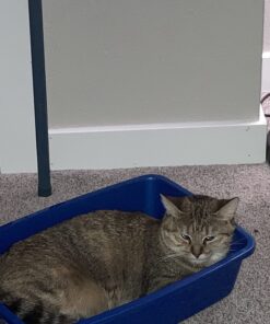 Van Ness Cat Pan - Medium (Assorted Colors) Blue 30 71wCafhCz5L