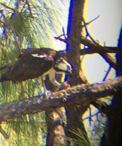 Wingspan Optics Explorer High Powered 12X50 Monocular. Bright and Clear. Single Hand Focus. Waterproof. Fog Proof. For Bird Watching, or Watching Wildlife. Daytime Use. Formerly Polaris Optics 38 71wCtBWdUjL