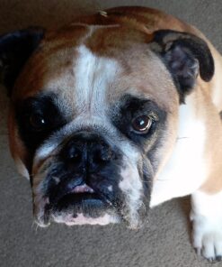 Royal Canin Bulldog Adult Dry Dog Food, 30 lb bag Chicken 30 Pound (Pack of 1) 40 71wFesRpL