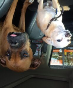 Wellness CORE Natural Grain-Free Small Breed Turkey & Chicken Dry Dog Food for Adult Dogs, High-Protein, USA-Made with Real Meat, 12-Pound Bag 12 Pound (Pack of 1) 37 71wG3xMHV7L