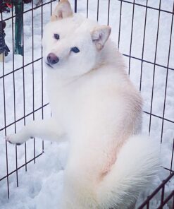 Pet MD Dog Breath Freshener Dental Wipes for Dogs - Tartar and Plaque Remover for Teeth Cleaning - Fresh Apple & Mint Scent Bad Breath Treatment for Dogs - 100 Count 32 71wHSFbRg4L